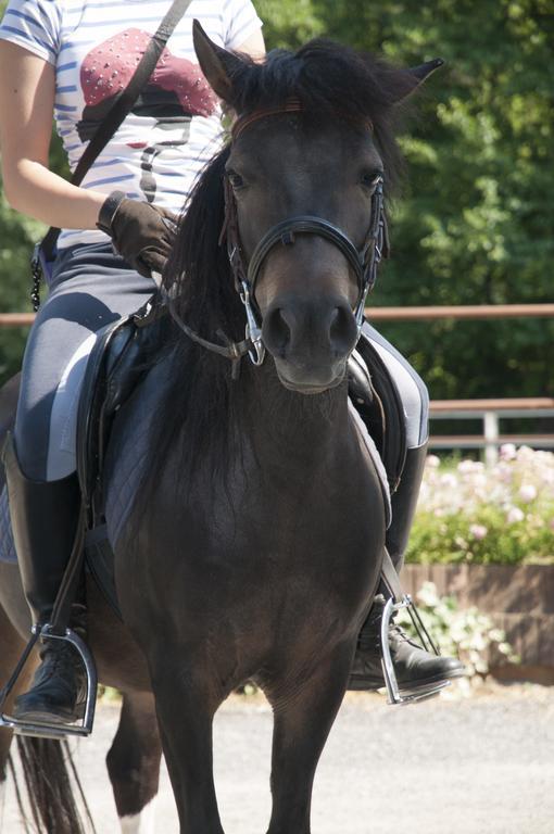 Agriturismo Jesson Rosamund Cantù Екстериор снимка